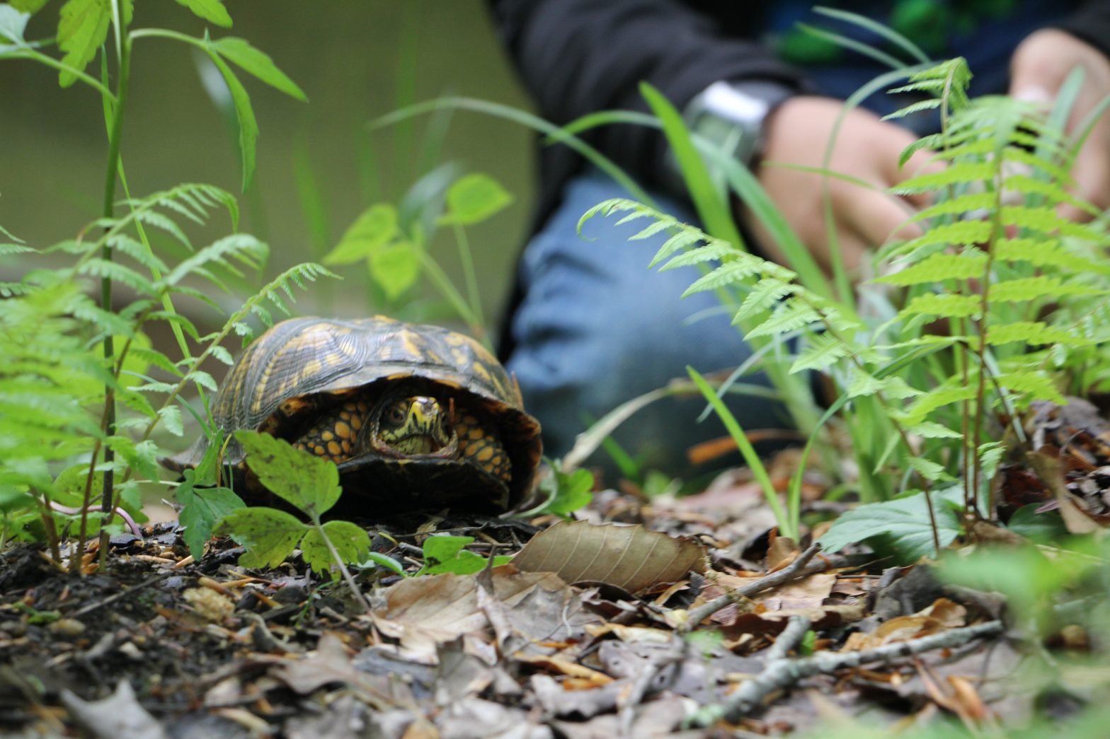 The Preserve's Spring Spotlight Species: Box Turtle