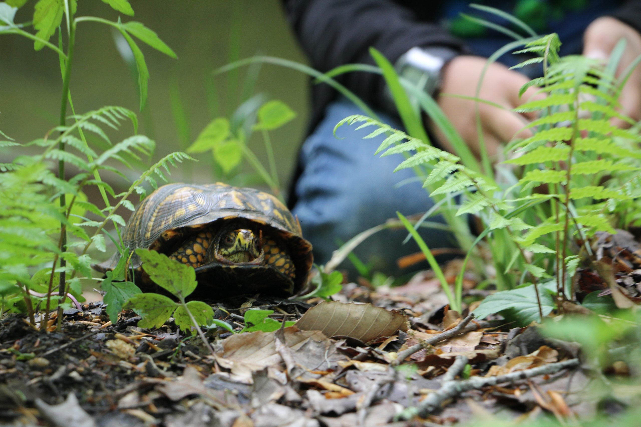The Preserve's Spring Spotlight Species Box Turtle Virginia Outdoors