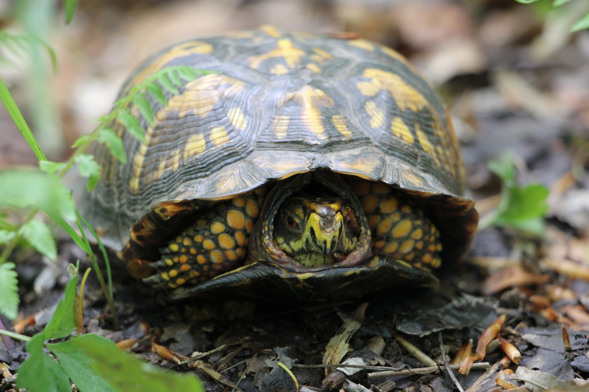 The Preserve's Spring Spotlight Species Box Turtle Virginia Outdoors