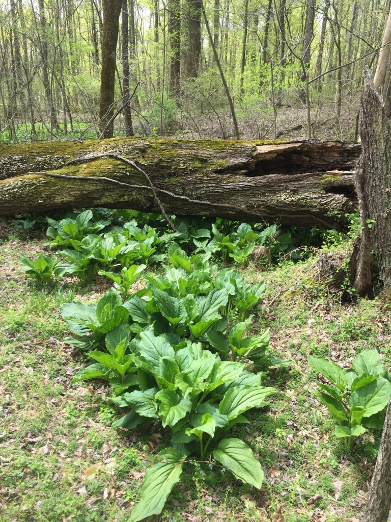 Introduction to Archaeological Survey in the Preserve