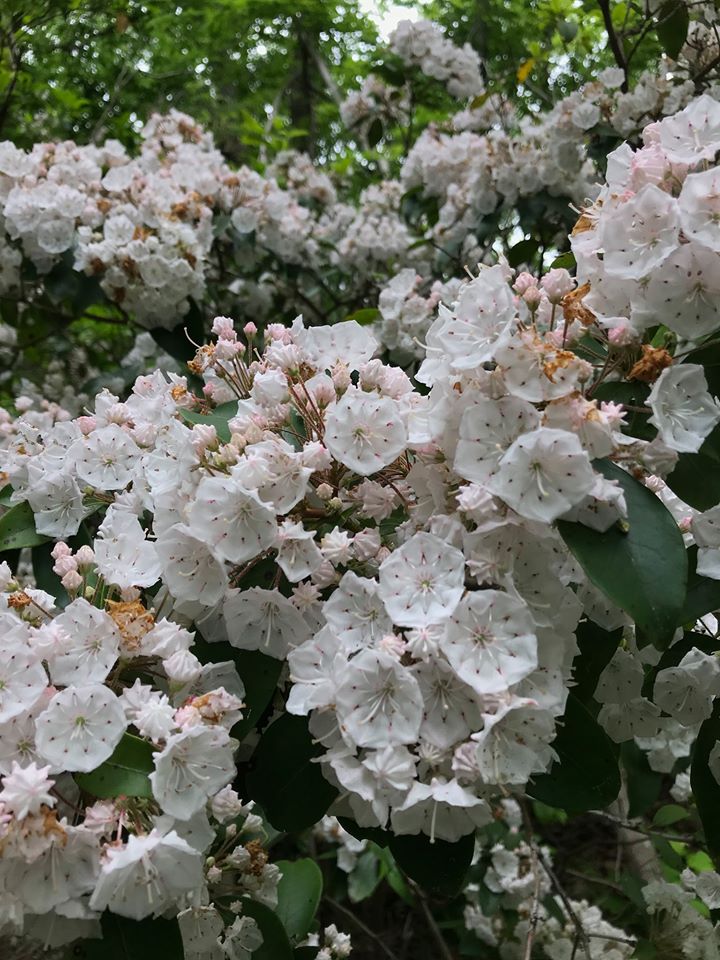 The Preserve's Spotlight Species: Mountain Laurel