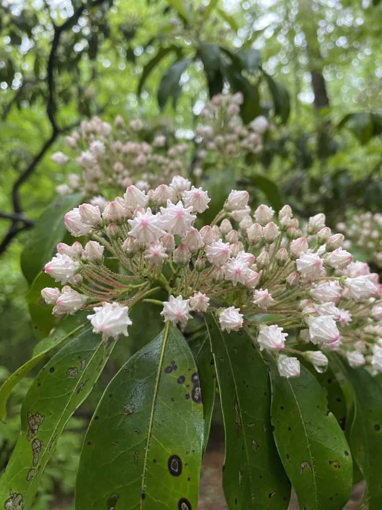 The Preserve's Spotlight Species: Mountain Laurel