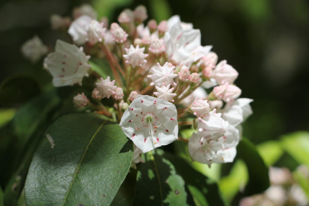 The Preserve's Spotlight Species: Mountain Laurel