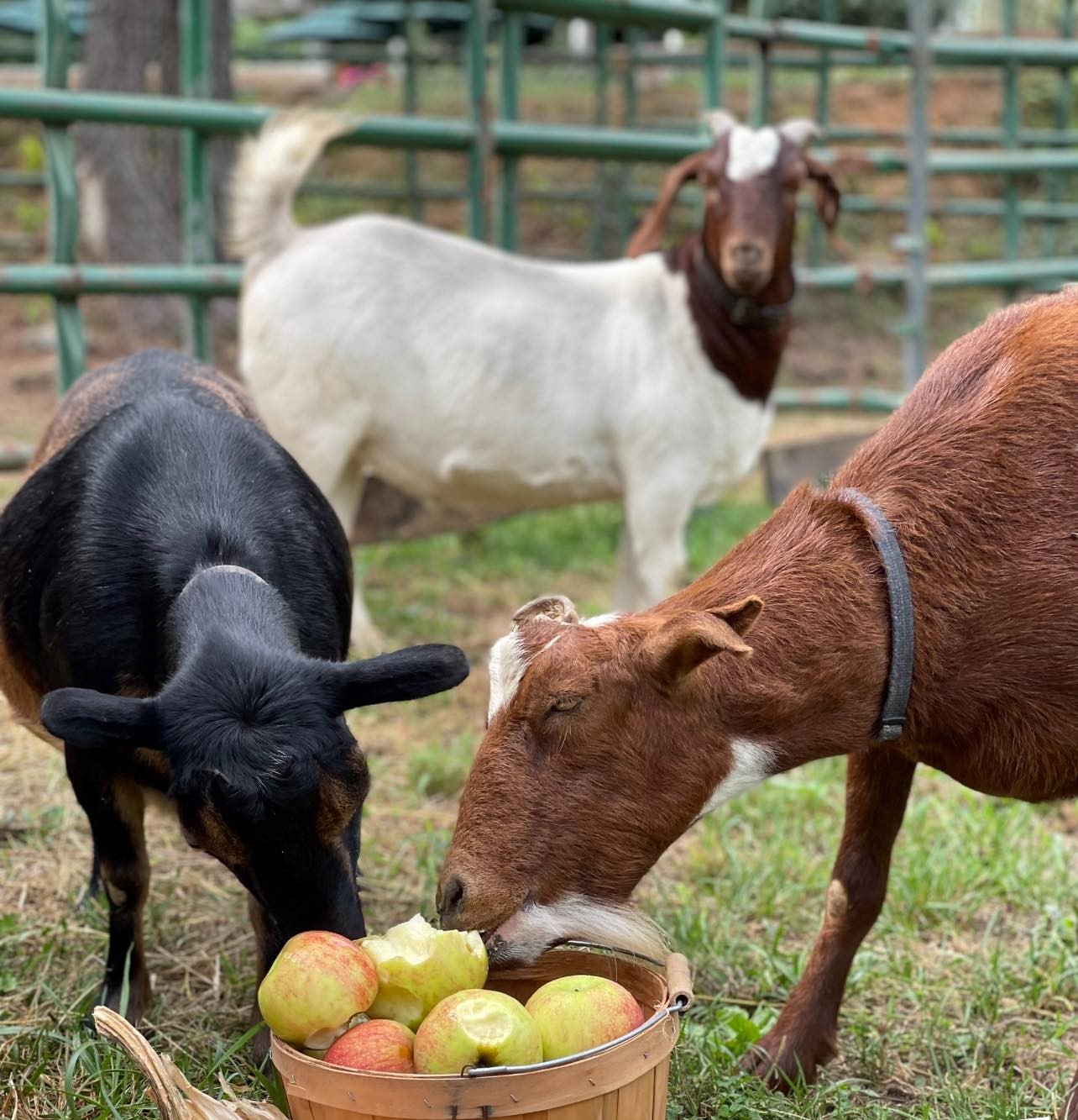 Henley's Orchard, Albemarle County Virginia Outdoors Foundation