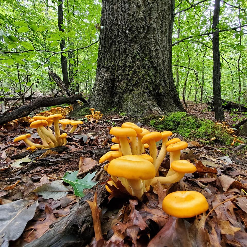 Glow-in-the-dark mushrooms? Spotlight on Eastern jack-o-lantern