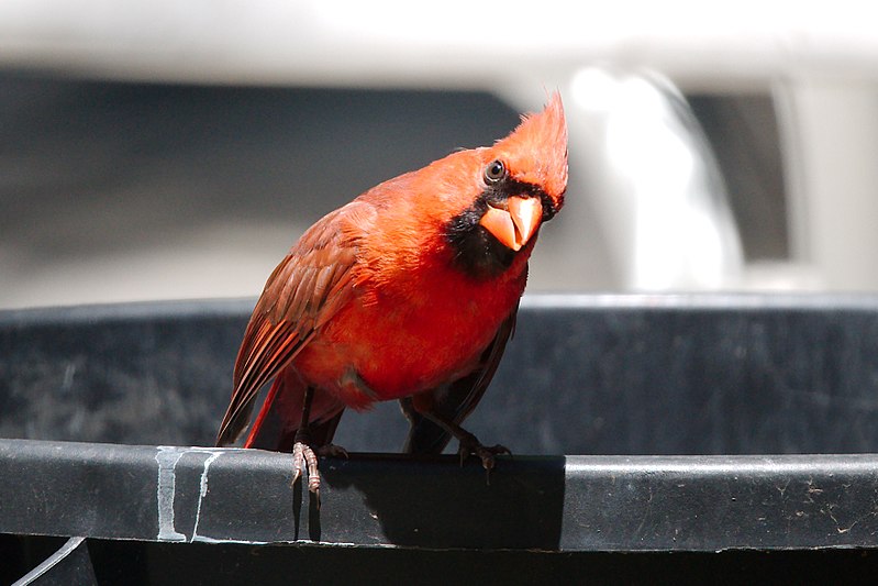 Research update! Anthropogenic noise and cardinals on the Preserve