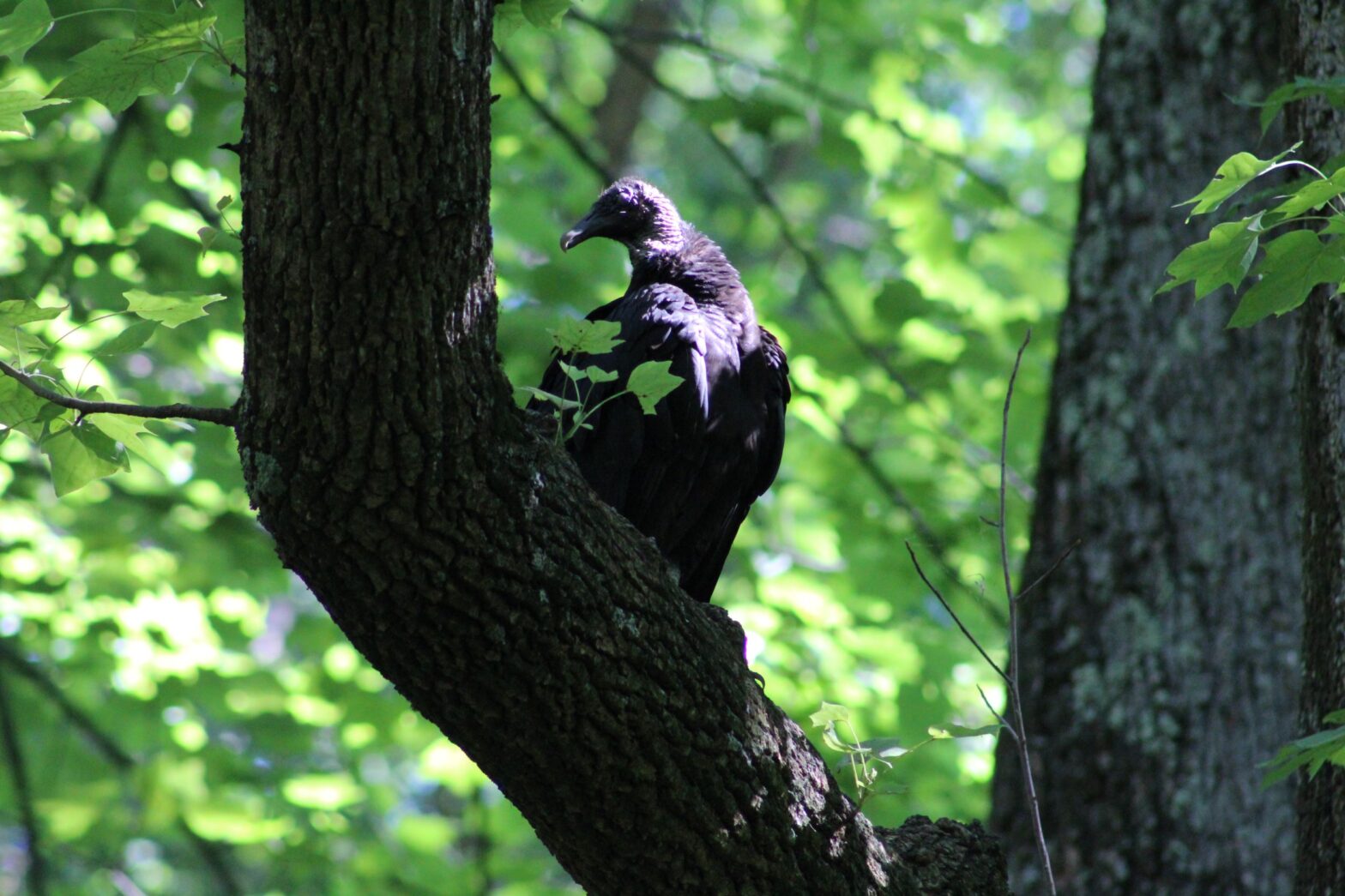 Birding Bull Run with Jacob Saucier