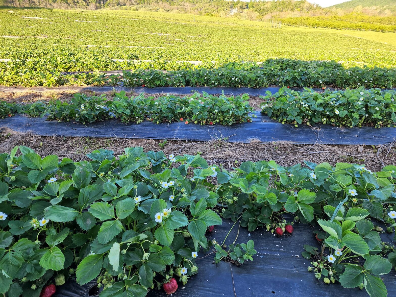 Green Family Farms, Fauquier County