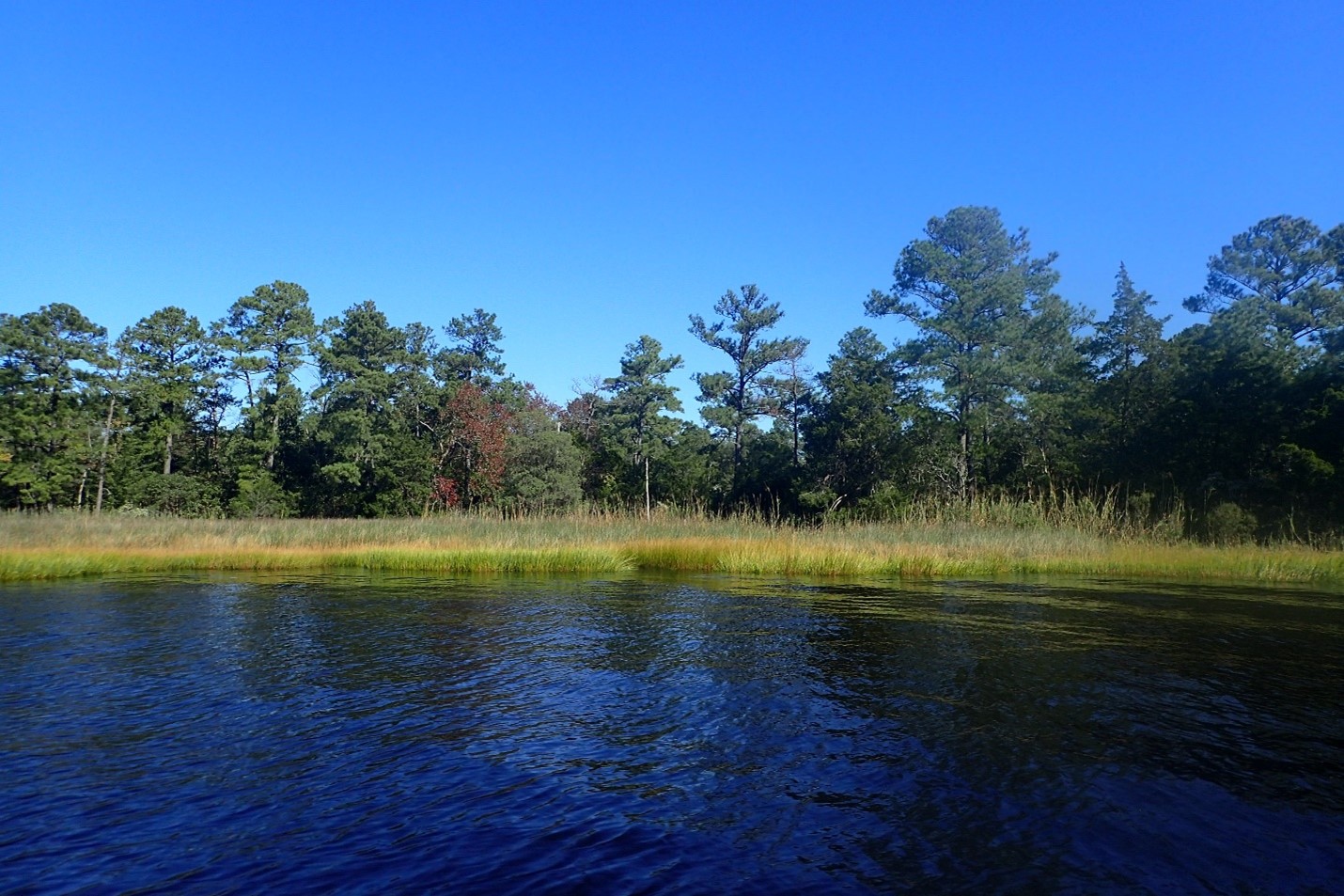 NNeck shoreline The 88-acre Newton Neck Preserve protects an area of pristine shoreline along the Elizabeth River's southern branch that lies between a marina, residential neighborhoods, and industrial complexes. Photo by Mary Bennett.
