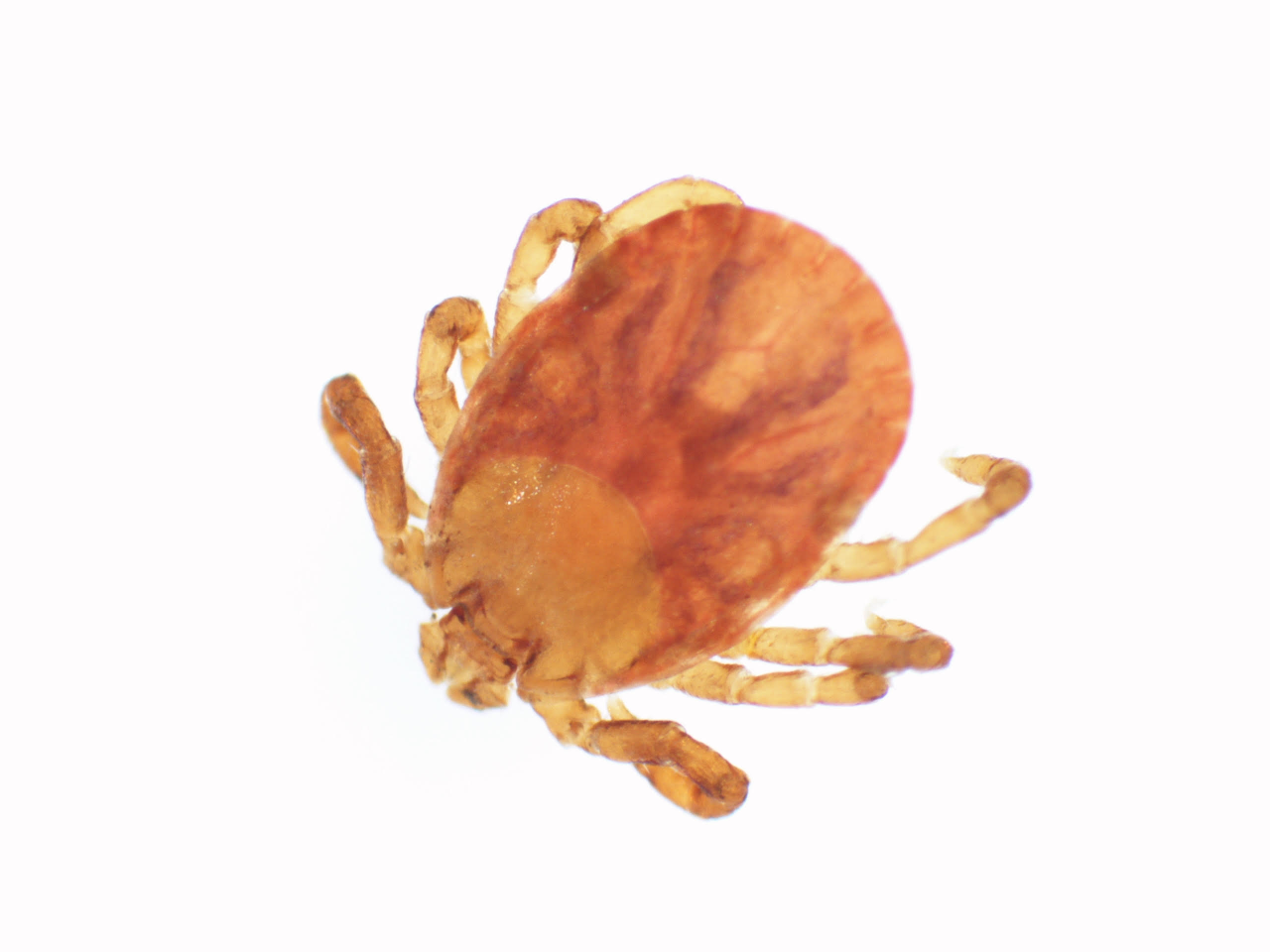 Spotlight: Talking Ticks with Valerie Huelsman