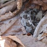 Baby timber rattlesnake by Deneith Reif