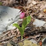 Pink lady slipper by Deneith Reif