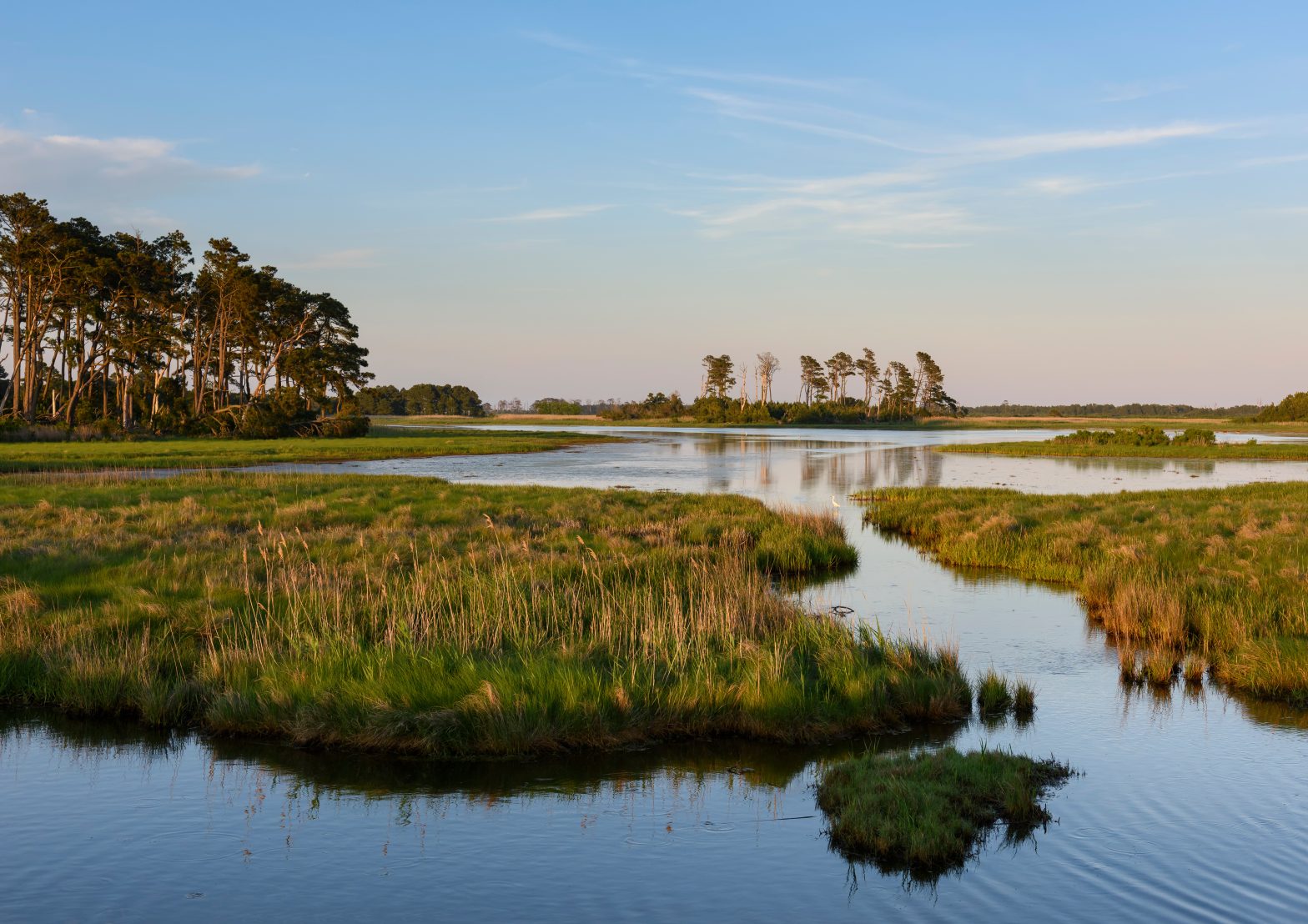 VOF & Wetlands Watch announce Coastal Resilience & Trees Fund