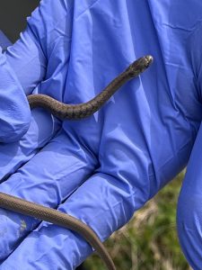 Sssssnake ssscience on the preserve with natural science fellow, Lauren Fuchs