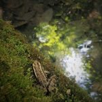 Pickerel frog by Taryn Bromser-Kloeden