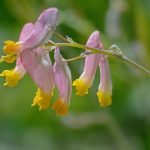 Pale corydalis by Joe Villari