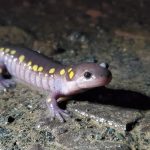 Spotted salamander by Joe Villari