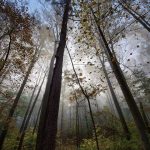 Trees through the fog by Joe Villari