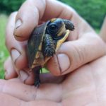 Baby box turtle by Joe Villari