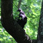 Black Vulture by Deneith Reif