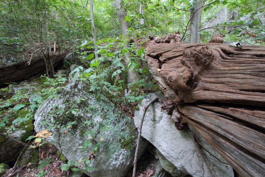 Chestnut Ridge Natural Area Preserve doubles in size