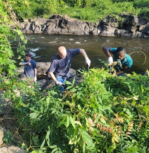 Some volunteers prefer eradicating invasive plants...