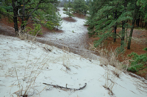 11 projects awarded grants from Coastal Resilience and Tree Fund