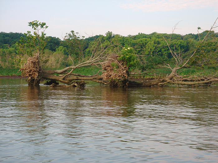 14 projects awarded first grants from Coastal Resilience and Tree Fund