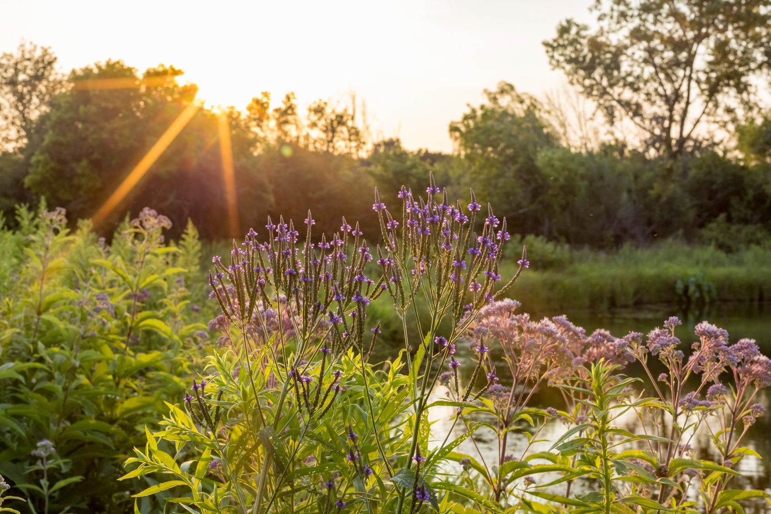 Coastal Resilience & Trees Fund opens 2024 grant round