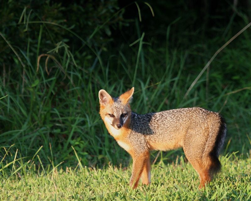 Virginia Tech researchers seek landowner help with Gray Fox Project