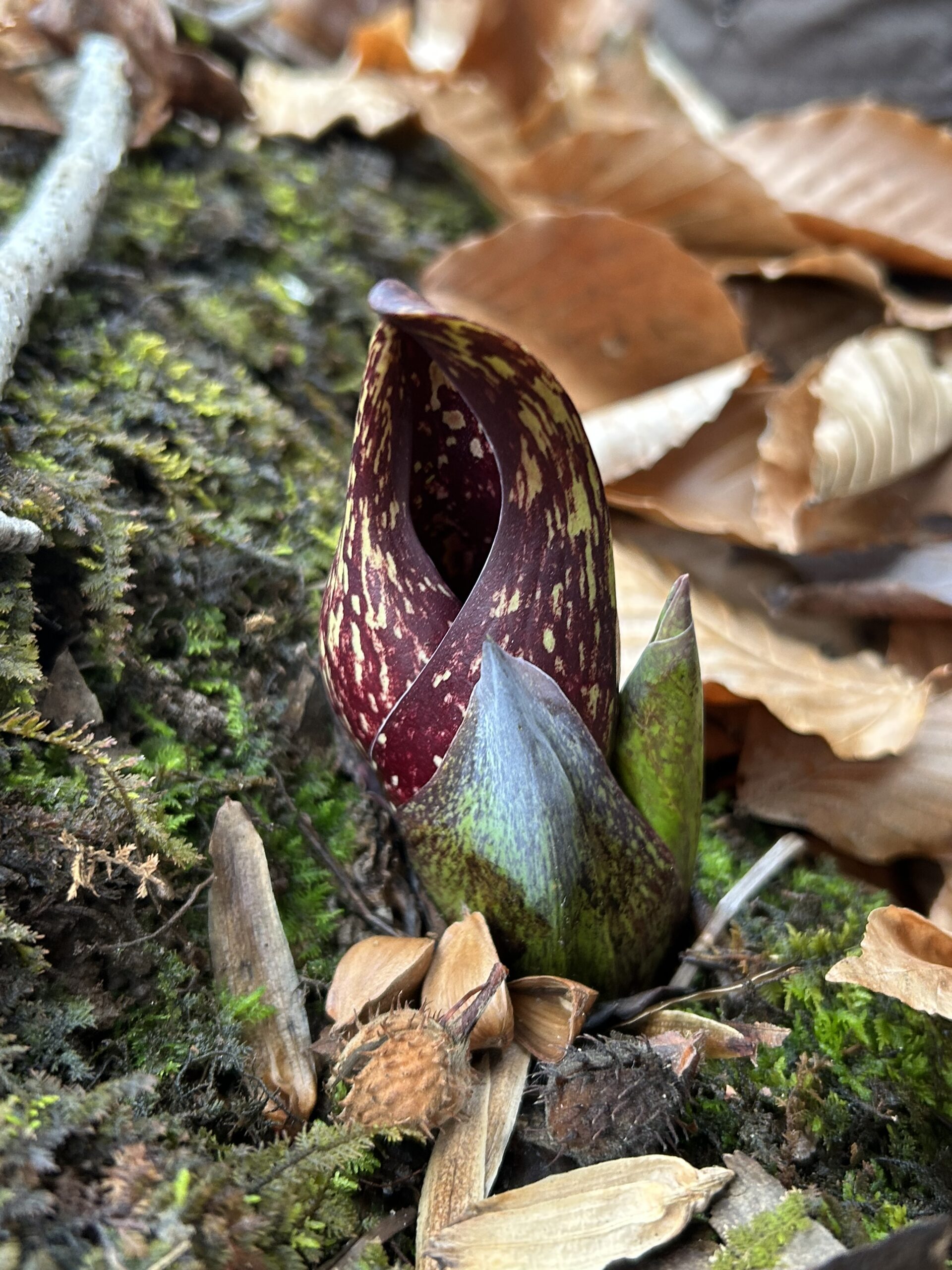 Skunk Cabbage, the Warm Winter Flower - Virginia Outdoors Foundation